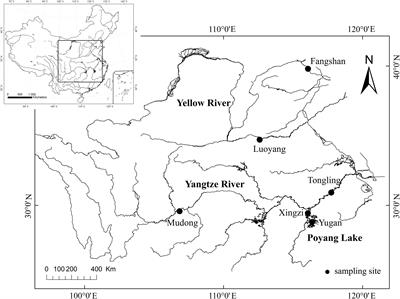 Relationships Among Trophic Niche Width, Morphological Variation, and Genetic Diversity of Hemiculter leucisculus in China